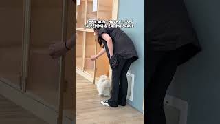 Rescue Cat Cafe In Sydney Waterloo They Have Up To 15 Cats That Can Interact With You.