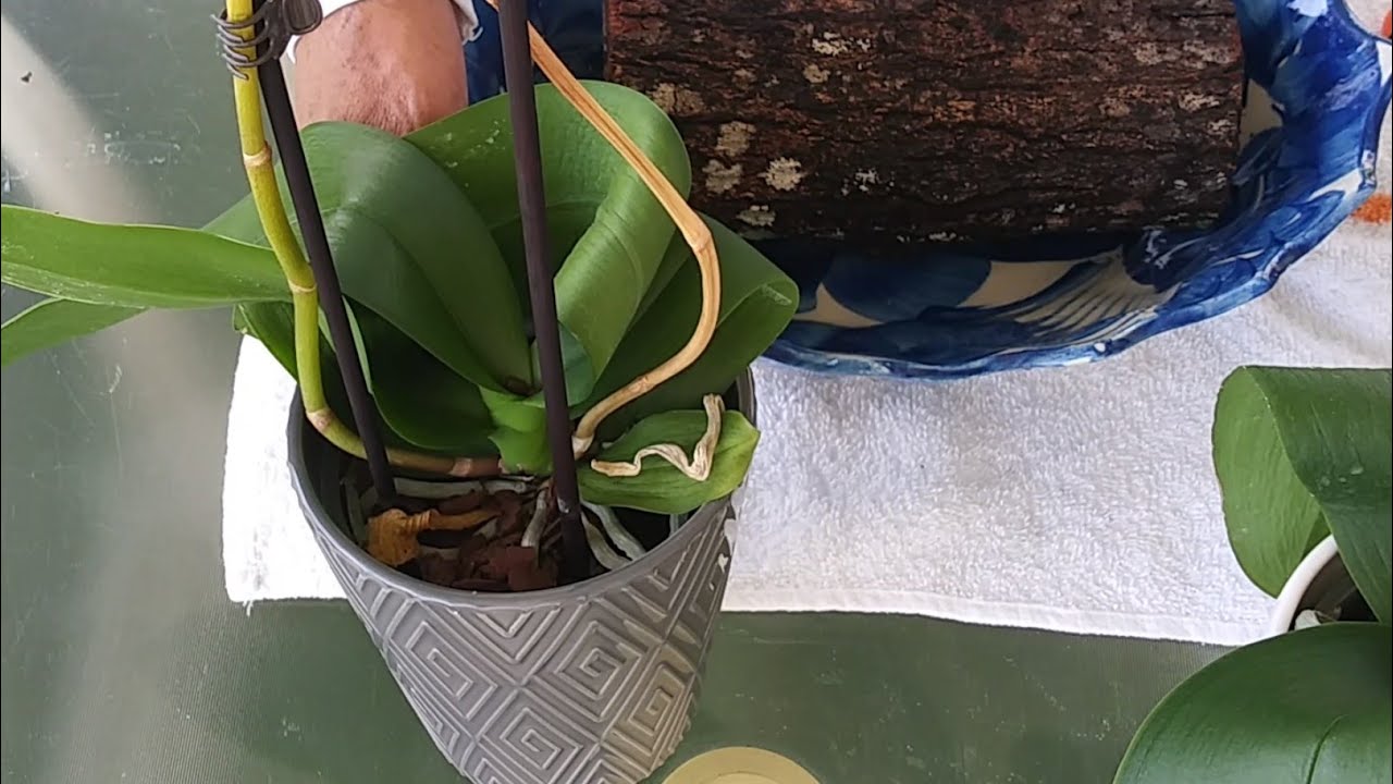 Como cultivar ORQUÍDEA PHALAENOPSIS. En tronco de mango & Corteza de Árbol.🌸..