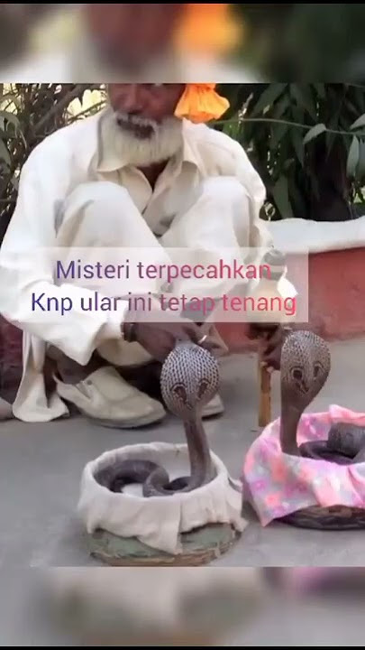 Suling Ular Cobra