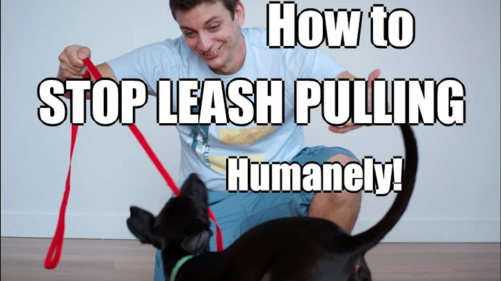 How to Train Your Dog to NOT PULL on the Leash!