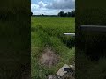 Paddy field