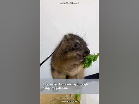 Rock Hyrax | Rodent-like Animal Related to Manatees and Elephants - YouTube