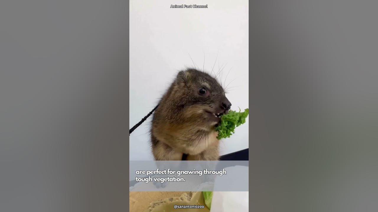 Rock Hyrax | Rodent-like Animal Related to Manatees and Elephants - YouTube