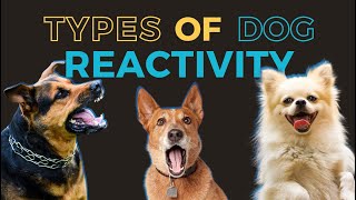 Dog Reactivity Training #2 | Different Types of Dog Reactivity (Reactive vs Aggressive Dog + More)