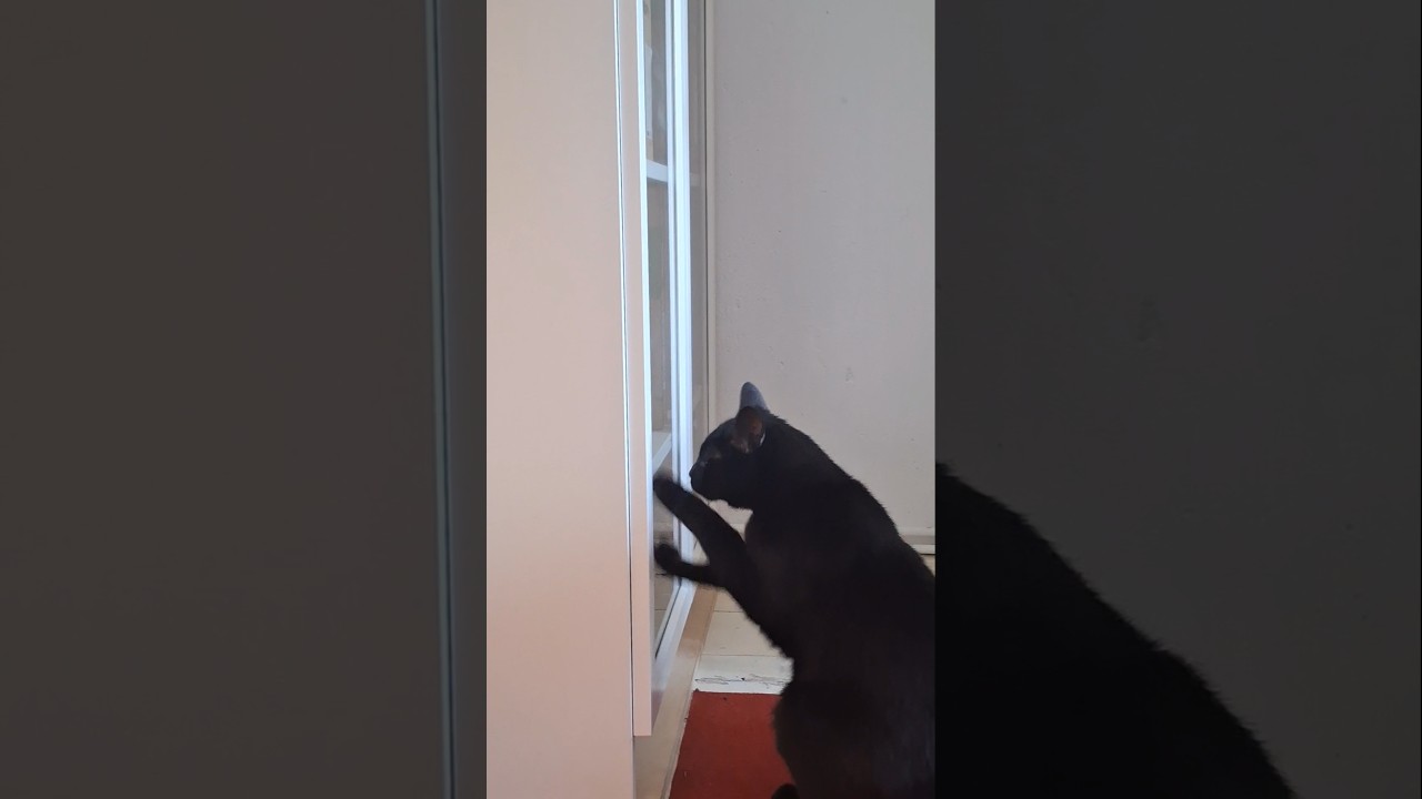 When Your Cat Is Too Nice to Scratch the Wood 😳🐾 ♡ Neko