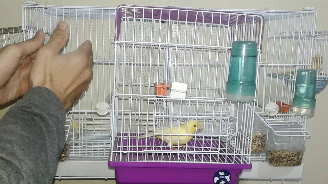 طريقة ذكية لتزويج ذكر كناري واحد لأنثتين في قفص واحد