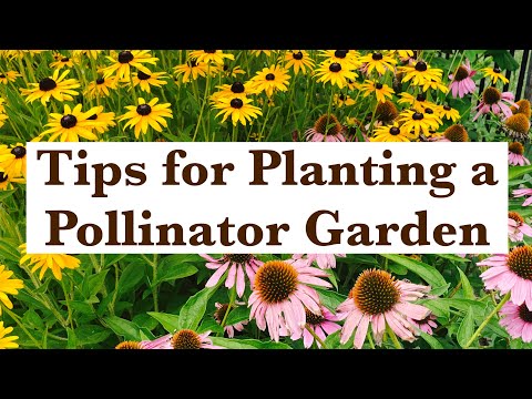 Video: Pollinator Làm vườn: Mẹo Tạo Vườn Pollinator