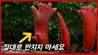 해독제가 존재하지 않는 맹독 TOP 3