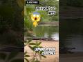 “Silent Leopard Attack on Crocodile Caught on Camera 😳” #shortsviral #leopardvscrocodile #trending
