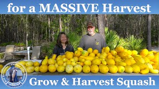 How to Grow Squash from Seed to MASSIVE Harvest