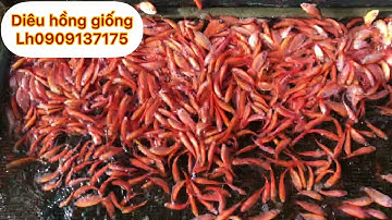 Cá diêu hồng giống LH 0909137175 trại cá giống Ao Sen Tiền Giang