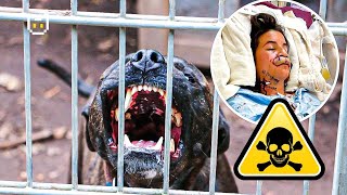 9 RISKY Things You Must Never Do to a PitBull Dog
