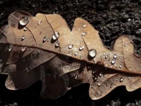 Before The Last Leaf Falls