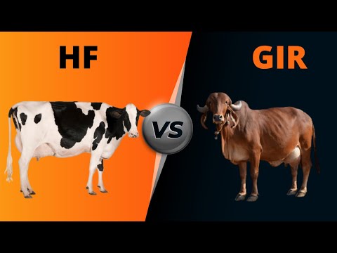 Comparison of HF Cow vs Gir Cow | Full details, Benefits, and Price | गीर गाय vs HF गाय