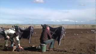 Pigeon hunting tips? > General Discussion > AR15.COM