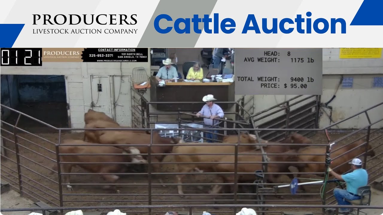 10/5/2023 Producers Livestock Auction Company Cattle Auction YouTube