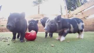 Little pig's eating apple