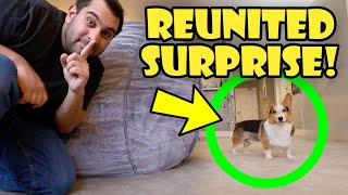 CORGI Reunited Surprise w/Bestie After Surgery! || Life After College: Ep. 753