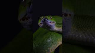 Have you seen a snake tongue flick? Green tree python) #shorts #python #reptiles #greentreepython