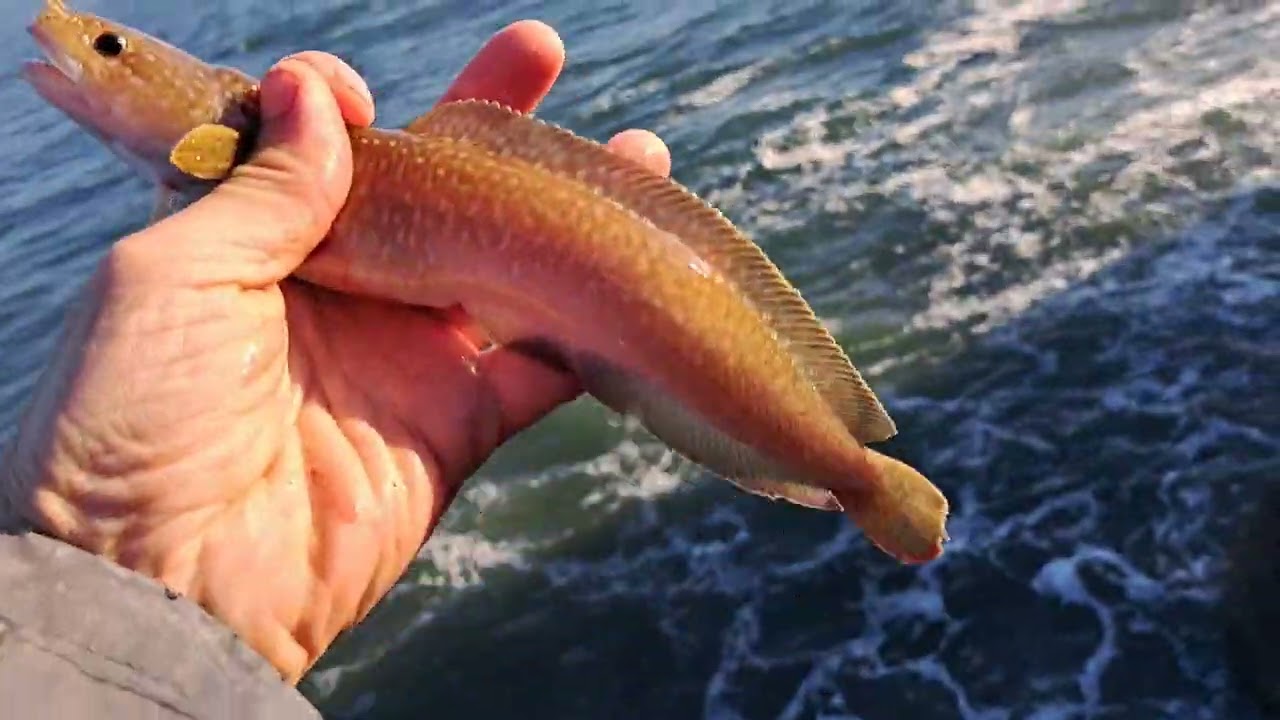 Pesca Costado de Aviles Barbada