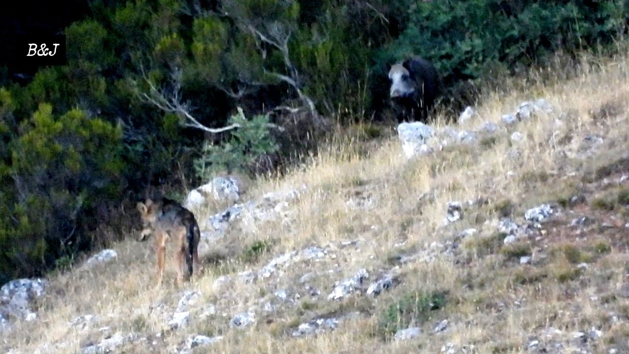 LOBOS 2025: PULSO CON UN JABALI (CORDILLERA CANTABRICA)