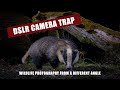 PT 1: DSLR Camera trap: Badgers. Wildlife photography from a different angle