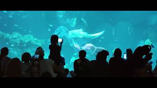 Mermaid Phuket Aquaria (Massive Attack - Teardrop)