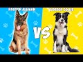 Pastor Aleman vs Border Collie - Quien Gana?