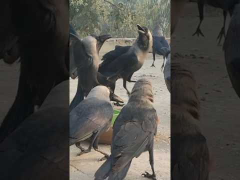 Angry Crows Anger