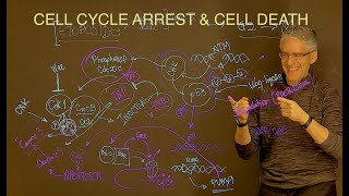 Cell Cycle Arrest & Cell Death   an example of how it occurs