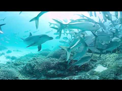 Video: Schoonheidsproducten Voor De Dag Van De Oceanen