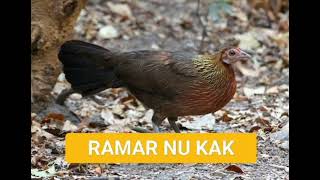 Ramar Nu kak zawt zawt (Sound Only) #mizoram #ramsa #redjunglefowl #ramar #india #redjunglefowl
