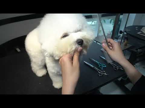 dịch vụ cắt tỉa lông chó tphcm 2022 Dịch vụ cắt tỉa lông chó - mèo ( Poodle) TPHCM - Shop chăm sóc thú cưng Dogs mom Pet