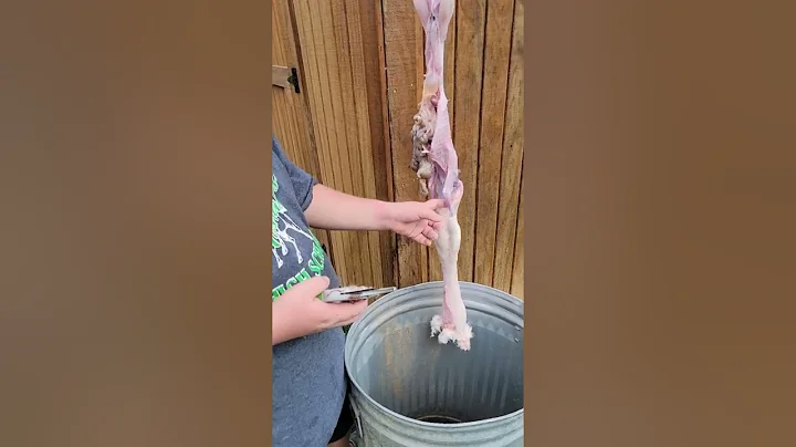 Rabbit Butchering by Judewet