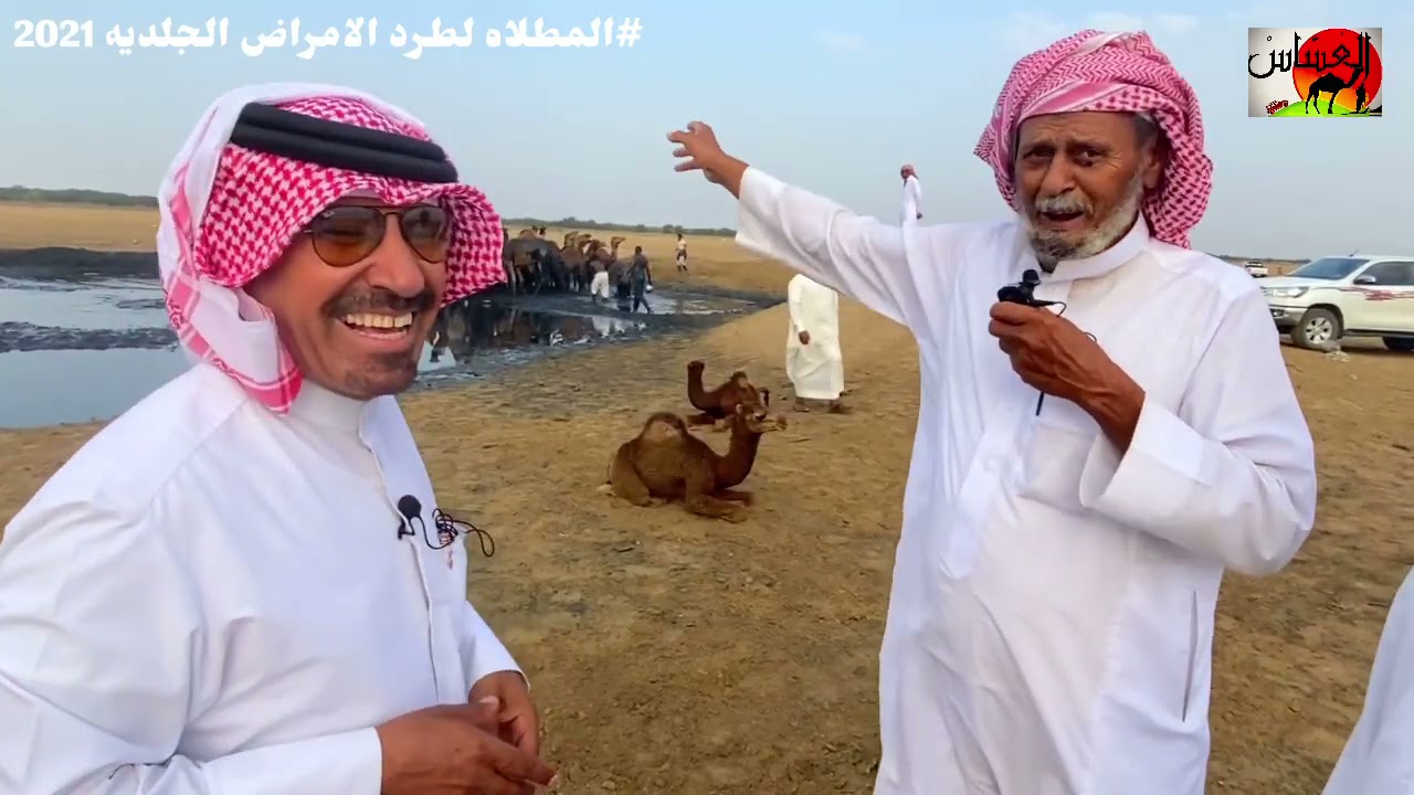 الحلقة الاولى من مطلاة الإبل في القوز وجتماع قطعان الإبل لرش من الامراض الجلدية 1442/8/19