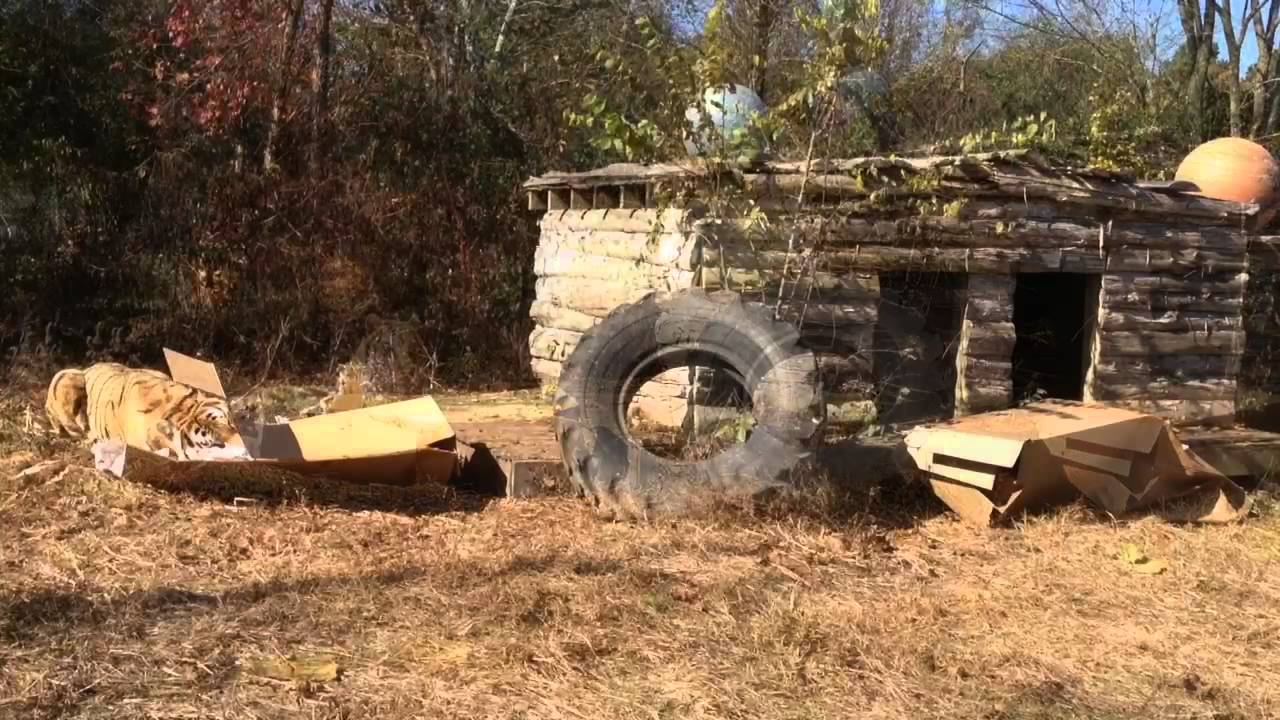 Rajah and Kaela - Carolina Tiger Rescue - YouTube