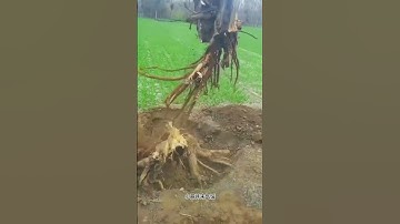 Amazing Tree Roots Cutting Machine #tree #trees