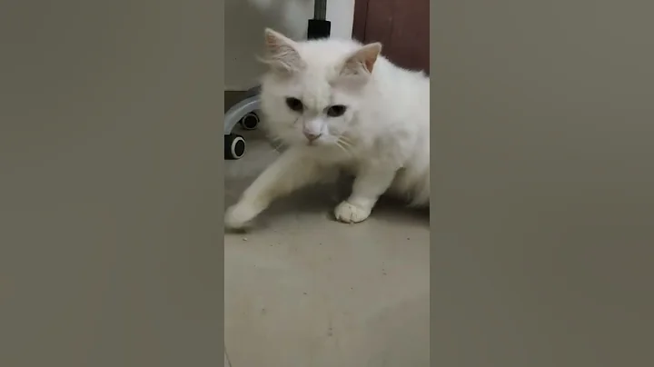 Watch the video about 🐱🐱top quality 🐱🐱. Persian cat sale .allfie pets Tuticorin cal.9025559740