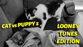 CAT vs PUPPY 2 (looney tunes edition)