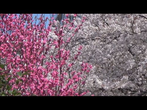 隅田川テラスでお花見を　桃と桜が絢爛コラボ　月島