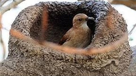 Nest building of engineer bird Rufuos hornero |bird nest building