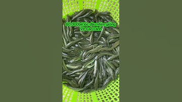 Cá lóc đầu nhím giống #cá_giống #trại_cá_giống_út_me #cá_giống #caloc 0909770509