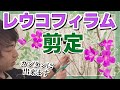 【絶対やるべき!】レウコフィラムの剪定方法!見るだけで簡単にできるお手入れ術を徹底解説#レウコフィラム#低木#園芸#剪定 #gardening