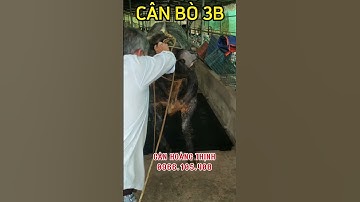Sàn cân điện tử cân bò 1 tấn 2 tấn #shorts #shortvideo #channuoibo