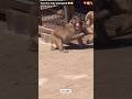 Viral Japan Monkey Punch 🧸💔 Watch this cute fight #MonkeyPunch #ViralMonkey #emotionals