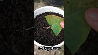 Half a leaf can also take root