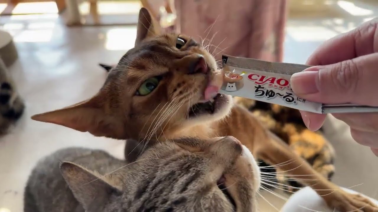 2026.2.2 猫部屋　オヤツ