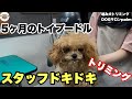 【初来店】5ヶ月初シャンプー！！スタッフドキドキトリミング