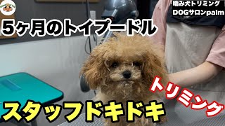 【初来店】5ヶ月初シャンプー！！スタッフドキドキトリミング