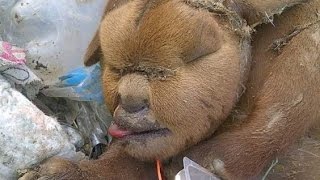 Download lagu 10 UNGLAUBLICHE TIERE DIE ES SO WIRKLICH GIBT 10 UNGLAUBLICHE TIERE DIE ES SO WIRKLICH GIBT